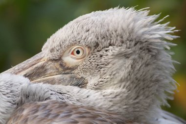 bird, Pelican close up clipart