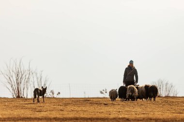 JESIN, CZECH REPUBLICK-20.2.2019: Coach shows how foraging flock of sheep with a dog, in the background is seen the famous hill Rip