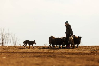 JESIN, CZECH REPUBLICK-20.2.2019: Coach shows how foraging flock of sheep with a dog, in the background is seen the famous hill Rip