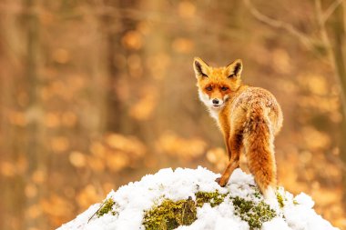 Kızıl tilki, Vulpes vulpes, çölde karda yürüyor.