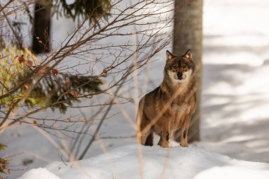 male Eurasian wolf (Canis lupus lupus) 