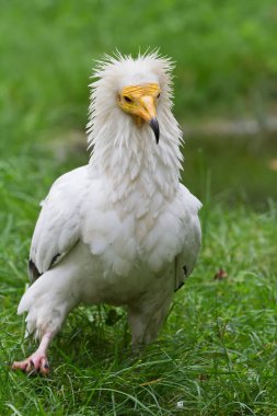 Vahşi doğada akbaba portresi 