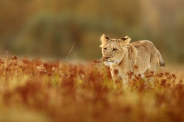 Lioness, Panthera leo, portrait  at daytime 