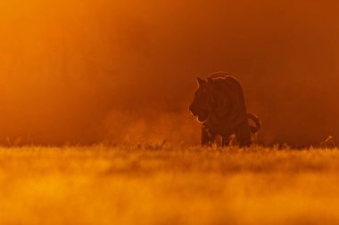 animal,  tiger in wild nature 