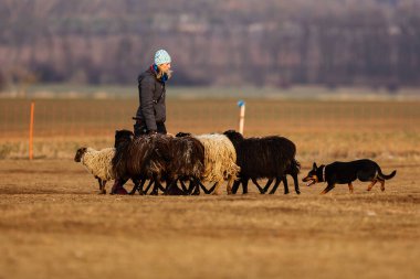 JESIN, CZECH REPUBLICK-20.2.2019: Coach shows how foraging flock of sheep with a dog, in the background is seen the famous hill Rip