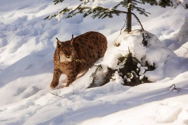 Avrasya vaşağı, Lynx vaşak, karlı ormanda.