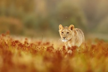 Lioness, Panthera leo, portrait  at daytime 