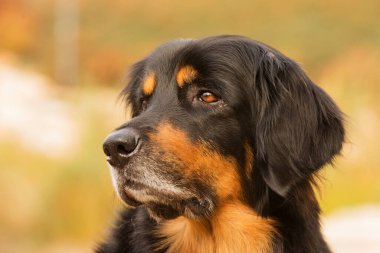 dog hovawart gold and black portrait