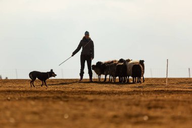 JESIN, CZECH REPUBLICK-20.2.2019: Coach shows how foraging flock of sheep with a dog, in the background is seen the famous hill Rip