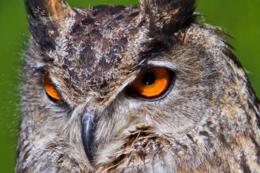 Kuş, hayvan, baykuş, yaklaşın.