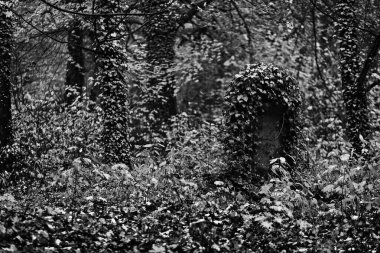 Leafy trees in autumnal forest 