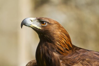 Closeup of a beautiful eagle
