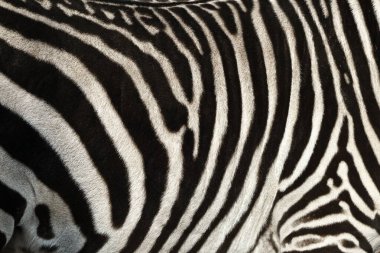 Plains zebra (Equus quagga) pattern stripes on the back close up with small field of the depth