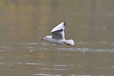 Seagull over the lake, fauna