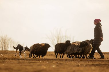 JESIN, CZECH REPUBLICK-20.2.2019: Coach shows how foraging flock of sheep with a dog, in the background is seen the famous hill Rip