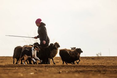 JESIN, CZECH REPUBLICK-20.2.2019: Coach shows how foraging flock of sheep with a dog, in the background is seen the famous hill Rip