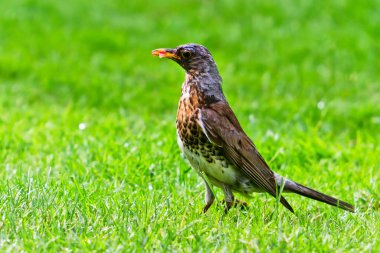 Closeup of small bird at daytime 