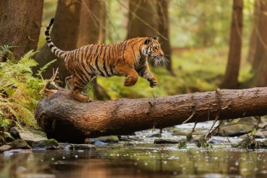 animal,  tiger in wild nature 