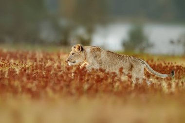 Lioness, Panthera leo, portrait  at daytime 
