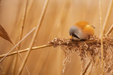 very close female bearded reedling (Panurus biarmicus)