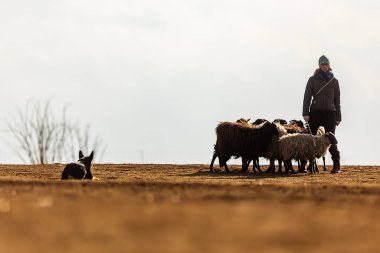 JESIN, CZECH REPUBLICK-20.2.2019: Coach shows how foraging flock of sheep with a dog, in the background is seen the famous hill Rip