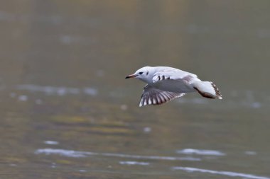 Seagull over the lake, fauna