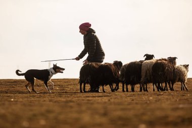 JESIN, CZECH REPUBLICK-20.2.2019: Coach shows how foraging flock of sheep with a dog, in the background is seen the famous hill Rip
