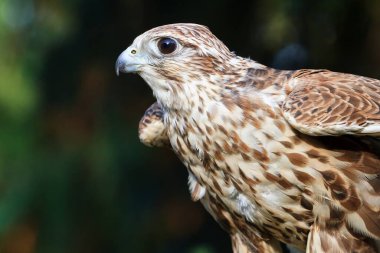 falcon in wild life, animal
