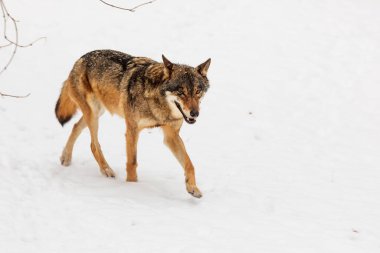 male Eurasian wolf (Canis lupus lupus) 