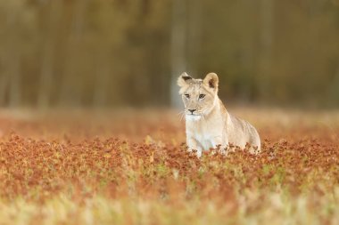 Lioness, Panthera leo, portrait  at daytime 