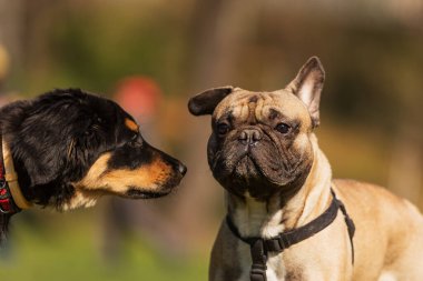  Köpekler parkta oynar. 