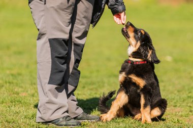 Köpek sahibi ile parkta. 