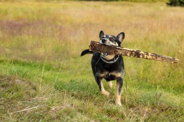 Şirin bir köpeğin portresi, yakın plan. 