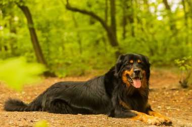 dog hovawart gold and black portrait
