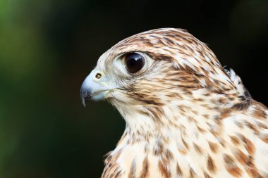 falcon in wild life, animal