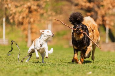  Köpekler parkta oynar. 