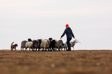 JESIN, CZECH REPUBLICK-20.2.2019: Coach shows how foraging flock of sheep with a dog, in the background is seen the famous hill Rip