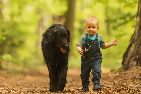 Black Gold Hovie Dog Hovawart Boy Walking Woods — Foto de Stock