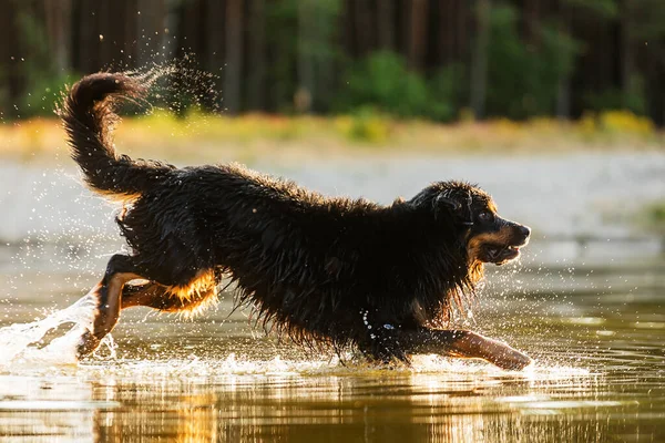 Dog Hovawart Gold Black Portrait — Stockfoto