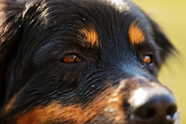 Dog Hovawart Gold Black Portrait — Stok fotoğraf