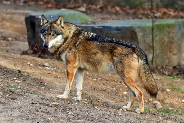 ชาย หมาป โรเอเช Canis Lupus Lupus — ภาพถ่ายสต็อก