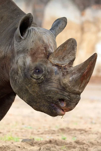 Африканский Носорог Животное Зоопарк — стоковое фото