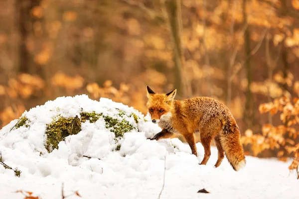 Kızıl tilki, Vulpes vulpes, çölde karda yürüyor.
