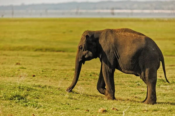Слон Ходит Лужайке Фауна — стоковое фото