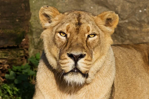 Lioness Panthera Leo Portrait Daytime — Stock Fotó