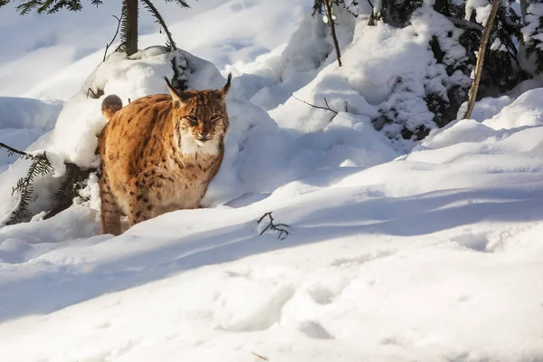 Avrasya vaşağı, Lynx vaşak, karlı ormanda.