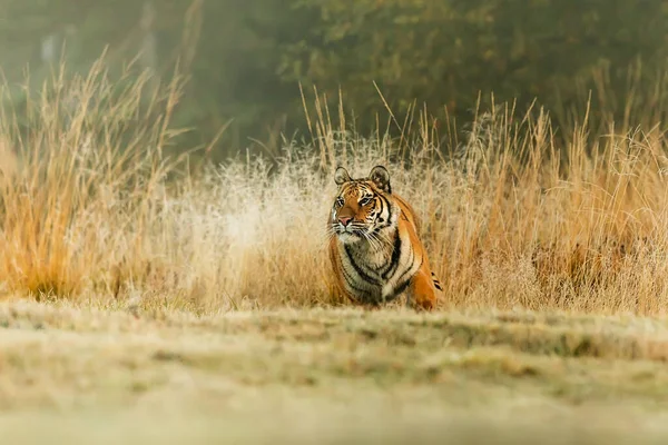 Animal Tiger Wild Nature — Photo