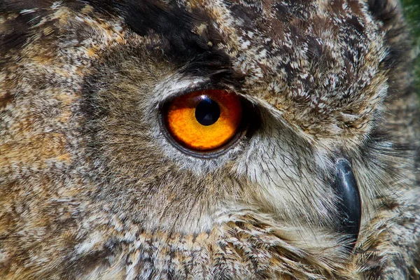 Uccello Fauna Gufo Ravvicinato — Foto Stock