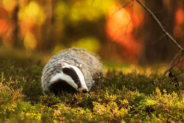 Old European Badger Wild — Stock Photo, Image