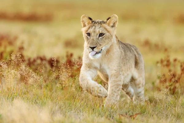Lioness Panthera Leo Portrait Daytime — Photo